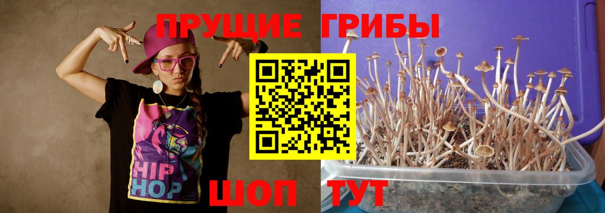 Псилоцибиновые грибы Cubensis Новоалександровск